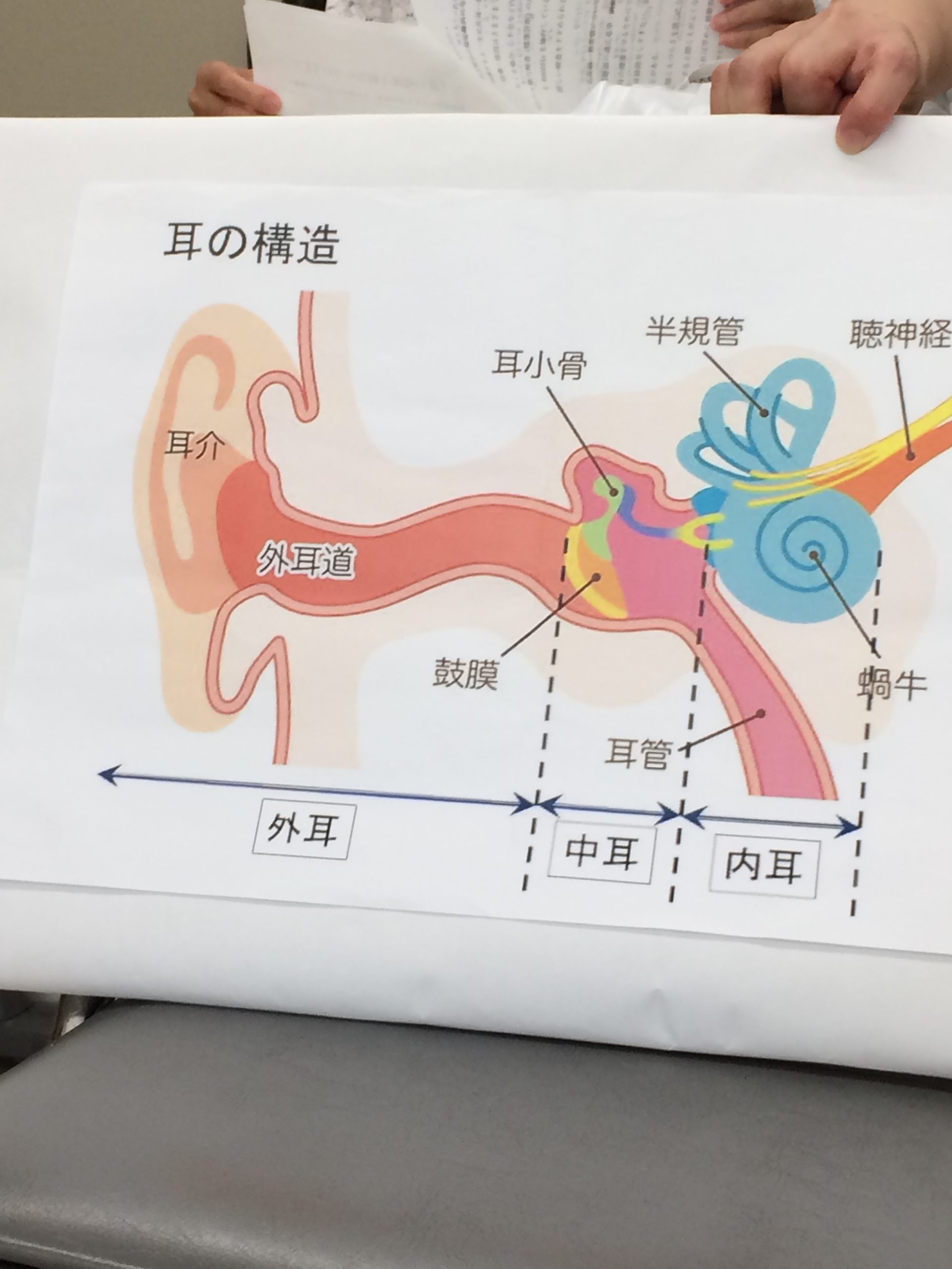 耳の構造